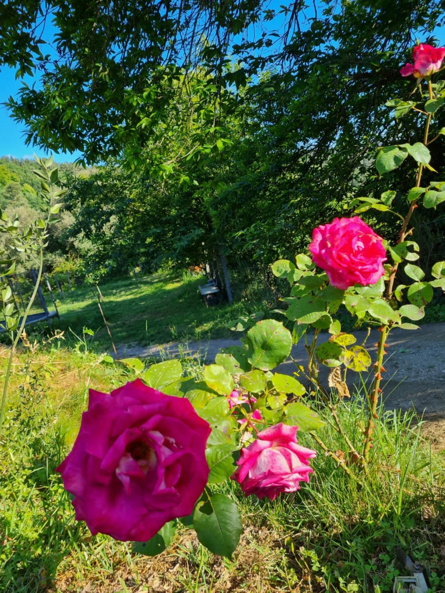 Quinta Do Paul De Baixo Hotel Guimarães Eksteriør billede